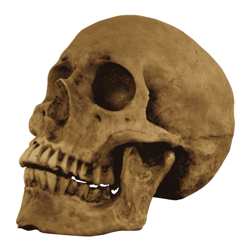Calavera Cráneo para disfraz
