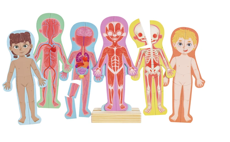 Rompecabezas magnético del cuerpo humano · Hape
