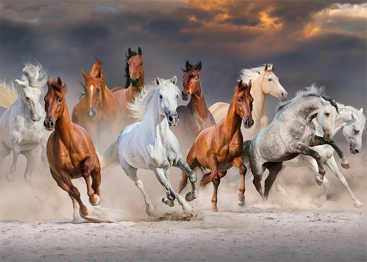 Premium Collection - Desert Horses (1000 pieces)