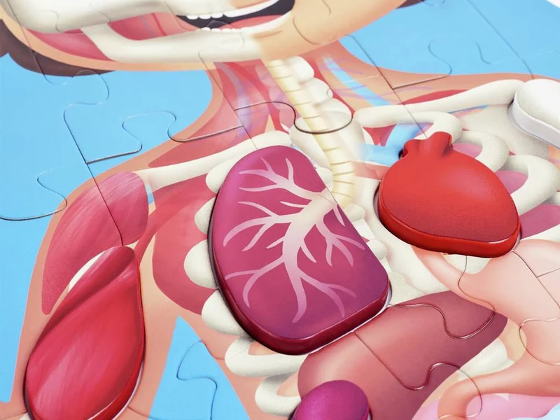 Puzzle Cuerpo Humano · Hape