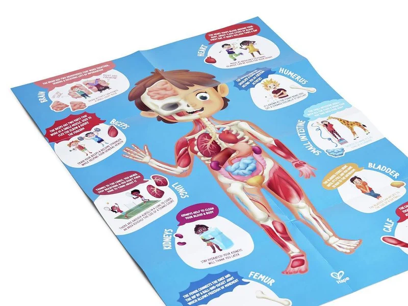 Puzzle Cuerpo Humano · Hape