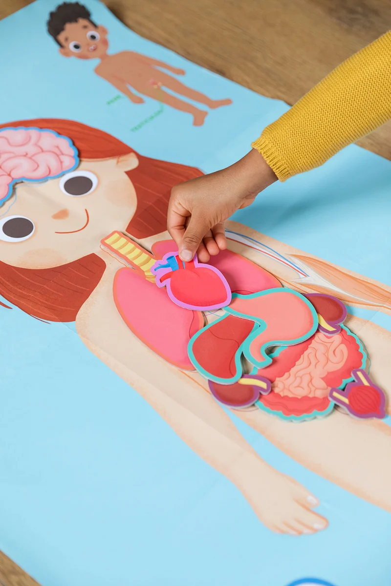 Aprendo en positivo - El Cuerpo Humano