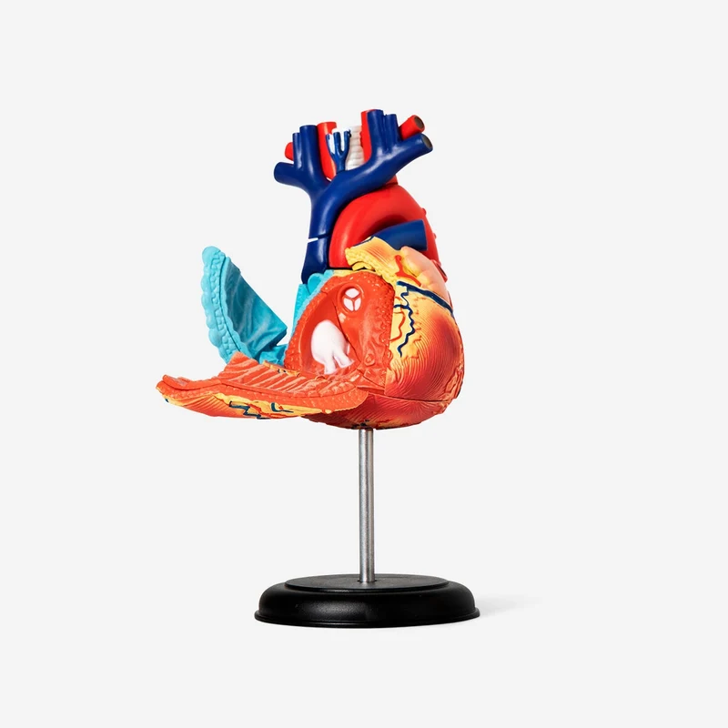3D anatomic model. Heart